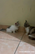 Open Adopt Kitten Munchkin 小步舞