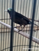 棕胸忍者蜂鸟。