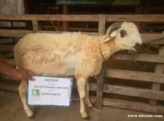 出售山羊/绵羊 aqiqah 免费送货