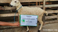 出售山羊/绵羊 aqiqah 免费送货