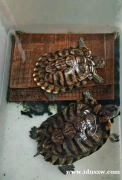 巴西海龟